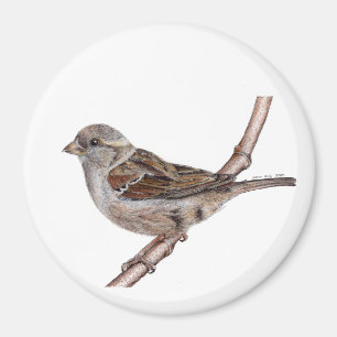 Aimant Bruant (Passer Domesticus)