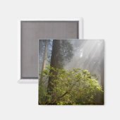 Aimant Brume matinale sur Rhododendron (Recto/Verso)