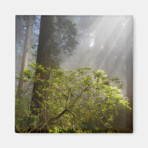 Aimant Brume matinale sur Rhododendron