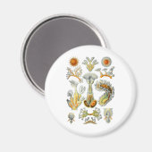 Aimant Bryozoa (Recto/Verso)