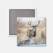Aimant Buck Couple | Mule Deer (Recto/Verso)