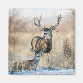 Aimant Buck Couple | Mule Deer (Devant)