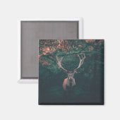 Aimant Buck Deer animal sauvage (Recto/Verso)