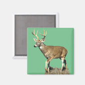 Aimant Buck White Tailed (Recto/Verso)
