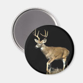 Aimant Buck White Tailed (Recto/Verso)