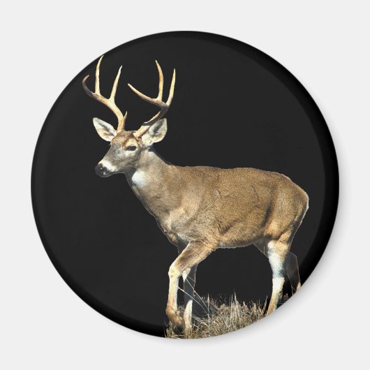 Aimant Buck White Tailed (Devant)