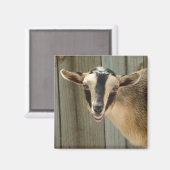 Aimant Buckskin Nigerian Dwarf chèvre laitière enfant (Recto/Verso)