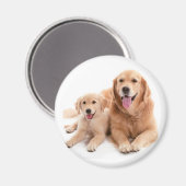 Aimant Buddies Golden Retriever (Recto/Verso)