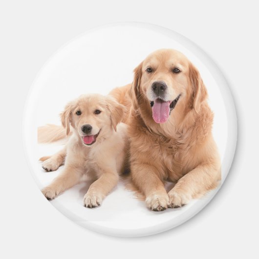 Aimant Buddies Golden Retriever (Devant)