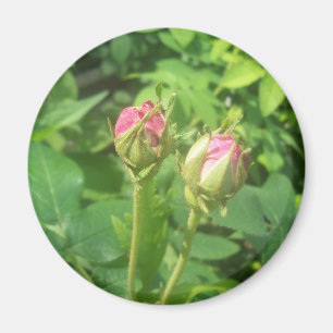 Aimant Buds roses