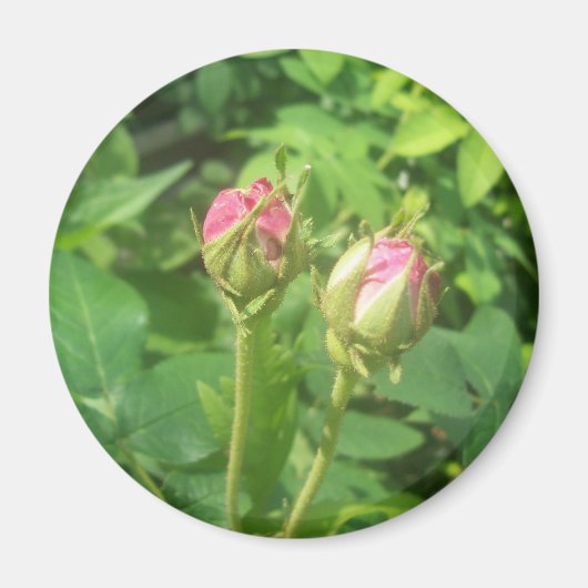 Aimant Buds roses (Devant)