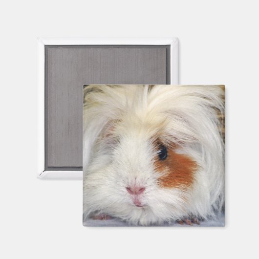 Aimant Buff and White, Lunkarya Guinée Pig Face Closeuse (Recto/Verso)