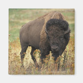 Aimant Buffalo (Devant)