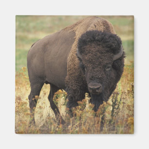 Aimant Buffalo
