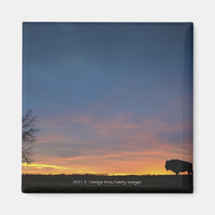 Aimant Buffalo au coucher du soleil en parc national