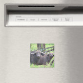 Aimant buffle (In Situ (Lave-vaisselle))