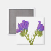 Aimant Bugloss vipères pourpres (echium plantagineum) (Recto/Verso)