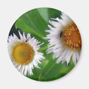 Aimant Bugs et fleurs blanches