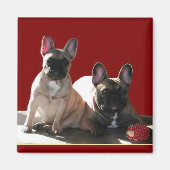 Aimant Buldogen Flo et Fips (Devant)