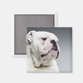 Aimant Bull (Recto/Verso)