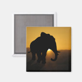 Aimant Bull éléphant (Recto/Verso)