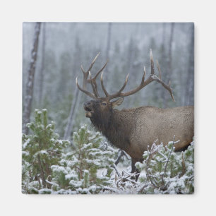 Aimant Bull Elk dans l'appel de neige, bourdonnement, Yel