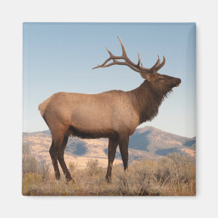 Aimant Bull Elk Near Mammoth   Wyoming