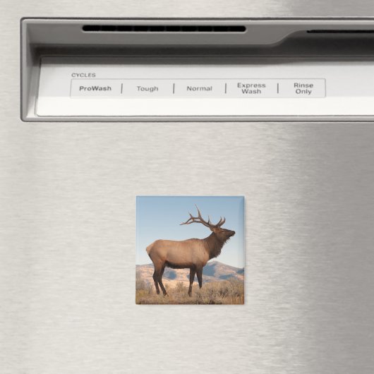 Aimant Bull Elk près de Mammoth | Wyoming (In Situ (Lave-vaisselle))