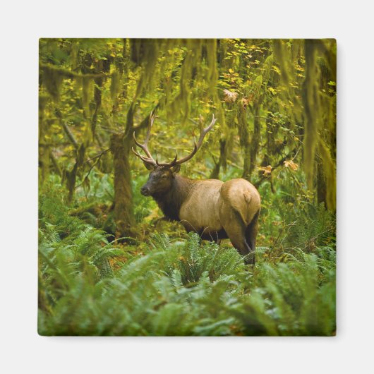 Aimant Bull Roosevelt Elk (Devant)