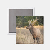 Aimant Bull Roosevelt Elk dans l'herbe | État de Washingt (Recto/Verso)