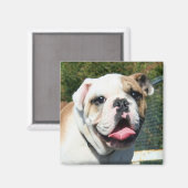 Aimant Bulldog (Recto/Verso)