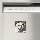 Aimant Bulldog (In Situ (Lave-vaisselle))