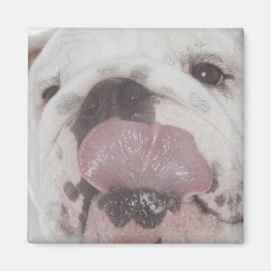 Aimant Bulldog 2 (Devant)