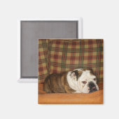 Aimant bulldog allongé sur un canapé (Recto/Verso)