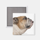 Aimant Bulldog anglais (6 ans) (Recto/Verso)