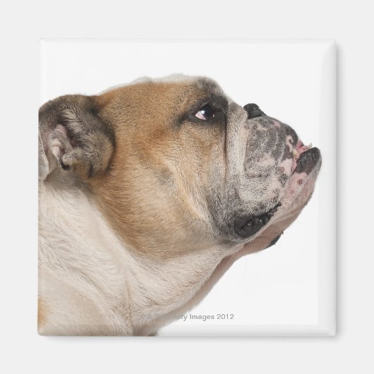 Aimant Bulldog anglais (6 ans) (Devant)
