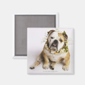 Aimant Bulldog avec collier de fleurs (Recto/Verso)