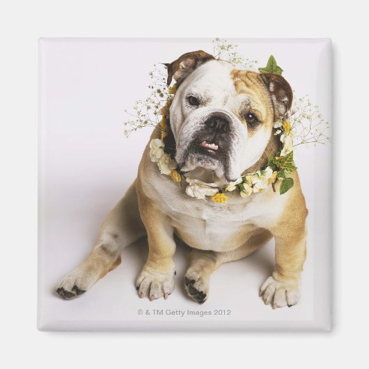 Aimant Bulldog avec collier de fleurs (Devant)