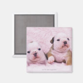 Aimant Bulldog ; souvent appelé le Bulldog anglais. est (Recto/Verso)