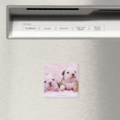 Aimant Bulldog ; souvent appelé le Bulldog anglais. est (In Situ (Lave-vaisselle))