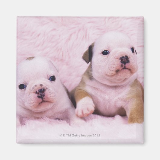 Aimant Bulldog ; souvent appelé le Bulldog anglais. est (Devant)