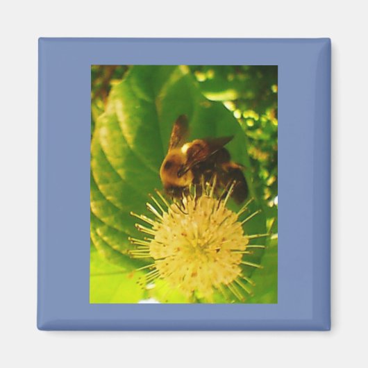 Aimant Bumble Bee Nectar (Devant)