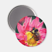 Aimant Bumble Bee On Pink Daisy Flower Art  (Recto/Verso)