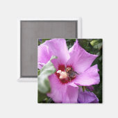 Aimant Bumblebebe sur la fleur d'Hibiscus (Recto/Verso)