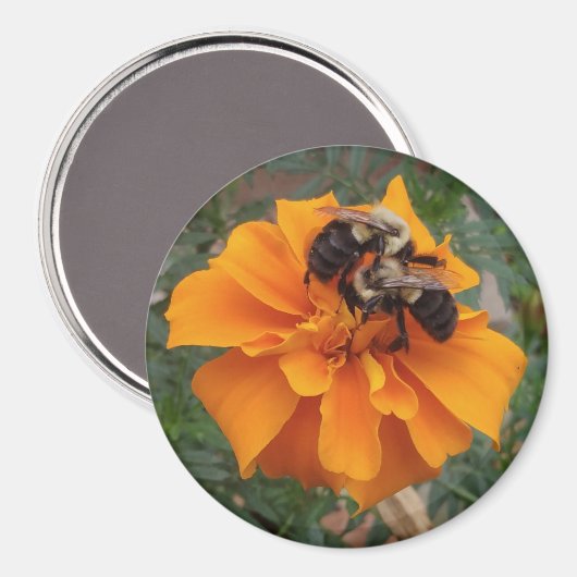 Aimant Bumblebebees sur Marigold Flower (Recto/Verso)