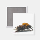 Aimant Bumblebee (Recto/Verso)