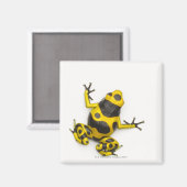 Aimant Bumblebee Poison Dart Frog (Recto/Verso)