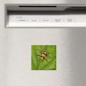 Aimant Bumblebee Poison Dart Frog (In Situ (Lave-vaisselle))