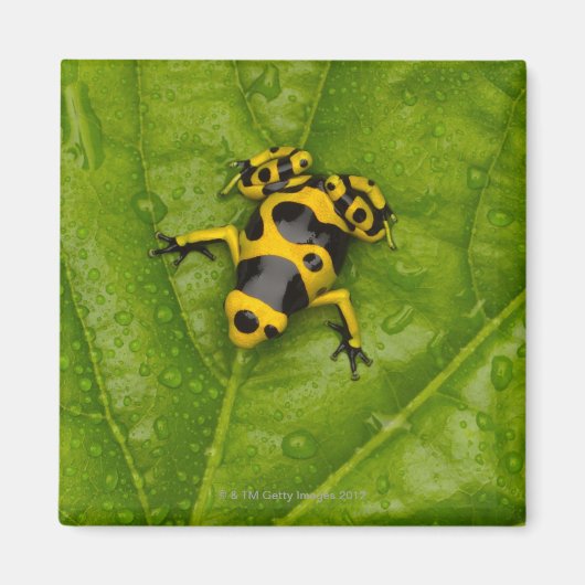 Aimant Bumblebee Poison Dart Frog (Devant)