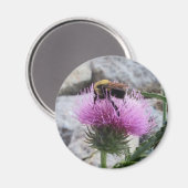 Aimant Bumblebee récoltant une fleur de chardon pourpre (Recto/Verso)